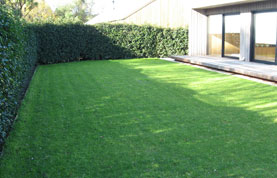 Shaded Lawn Grass